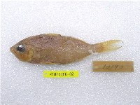 藏品(奧奈鑽嘴魚)的圖片